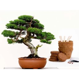 Bonsai Boompje Kit