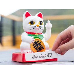 Chinese Gelukskat Cattitude