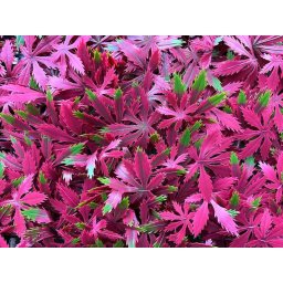 Декоративни плочки UV Червен японски клен 4 броя 50x50 см.