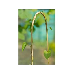 Извит бамбуков кол ARC BAMBOO 60см Nortene 140837