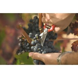 Класическа ножица за подрязване ALTUNA 22 см 95004-22