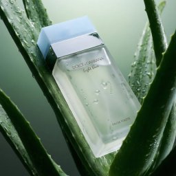 Dolce&Gabbana Light Blue Eau de Toilette за жени 50 ml опция Нова опаковка
