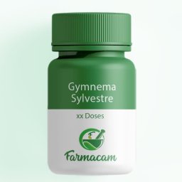 Gymnema Sylvestre