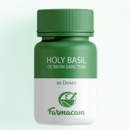 Holy basil - Ocimum sanctum