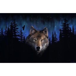 Gaira® Malování podle čísel Vlk M1441