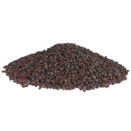 Profikoření - Hořčice černá celá (100g)