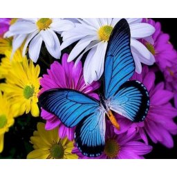 Gaira® Diamantové malování Motýl D0443