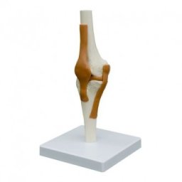 Anatomický model, Kolenní kloub