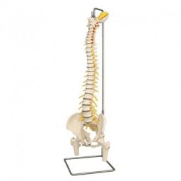 Anatomický model, Páteř vč. stativu