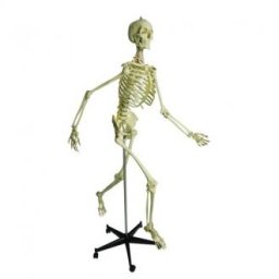 Anatomický model, Fyziologická kostra vč. stativu