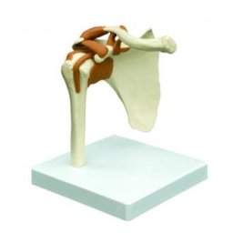 Anatomický model, Ramenní kloub