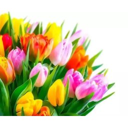 Gaira® Malování podle čísel Tulipány M3498YD