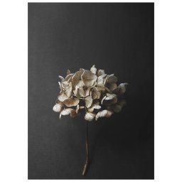 Paper Collective designové moderní obrazy Still Life 04 - Hydrangea (120 x 168 cm)