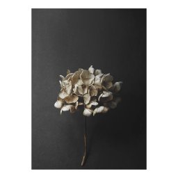 Paper Collective designové moderní obrazy Still Life 04 - Hydrangea (100 x 140 cm)