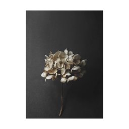 Paper Collective designové moderní obrazy Still Life 04 - Hydrangea (70 x 100 cm)