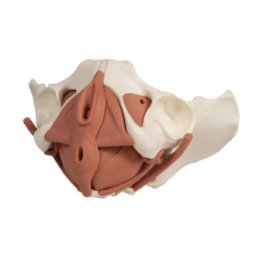 Anatomický model, Ženské pánevní dno 12 částí