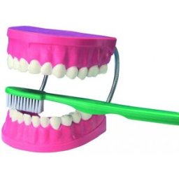 EDU - TOYS Velký model pro dentální péči