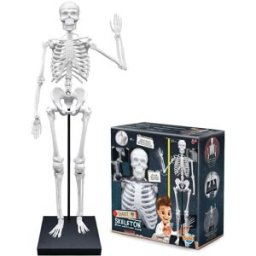 BUKI France Obří lidská kostra 85 cm