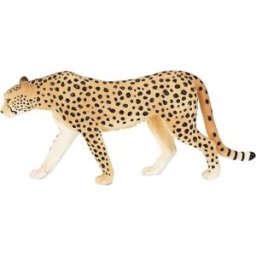 Mojo Fun Mojo - Gepard samec