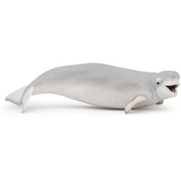 PAPO Velryba běluha