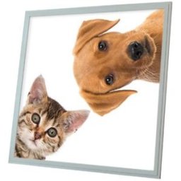 Ortus LED panel s motivem kočka a pes, 60 × 60 cm