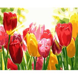 Gaira® Malování podle čísel Tulipány M312