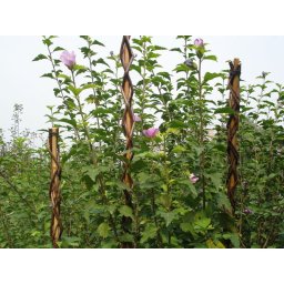 Slovakia Trend Opěrná tyč pro rostliny 190 cm Garden Willow proutěná 2210148