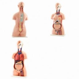 Anatomický model, Torso 40 částí