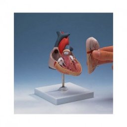 Anatomický model, Srdce