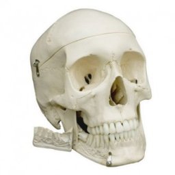 Anatomický model, Lebka