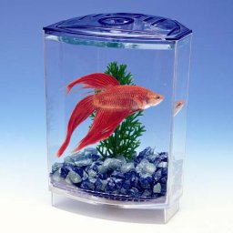PENN PLAX Akvárium BETTA 10x10x15cm +1 x rostlina+štěrk