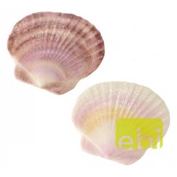 EBI AQUA DELLA SEA-SHELL 10,5x10,5x1cm - L