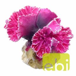 EBI AQUA DELLA CORAL MODULE S symphylia coral 8x8x7cm