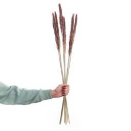 BUTLERS FLOWER MARKET Trockenblumen Pampasgras Länge 70cm Kunstblumen & Pflanzen