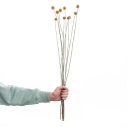 BUTLERS FLOWER MARKET Trockenblumen Craspedia Länge 70cm Kunstblumen & Pflanzen