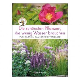 Die schönsten Pflanzen, die wenig Wasser brauchen für Garten, Balkon und Terrasse