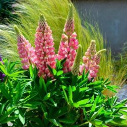 Staudenlupinensamen Mini-Gallery Bicolor Pink