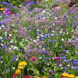 Blumen-Saat-Teppich 0,20 x 3 m, Bunte Bienenweide