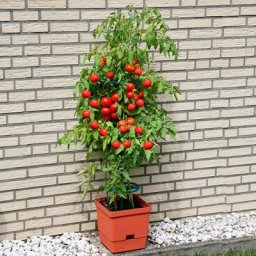 Tomaten-Tower, mit runder Rankhilfe, Ø23x105 cm