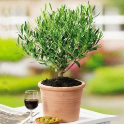 Mediterraner Mini-Olivenbusch