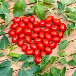 Tomatensamen Mini Cherry F1