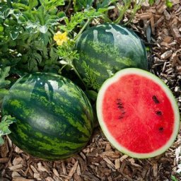 Wassermelonensamen Mini Love F1