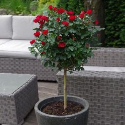 Beetrose Zepeti® Mini-Stamm, im ca. 23 cm-Topf