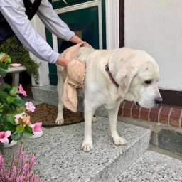 Hundehandtuch mit 2 Handtaschen