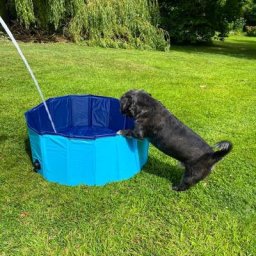 Hundeplantschbecken, blau