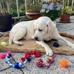 Hundespielzeug, 7er-Set