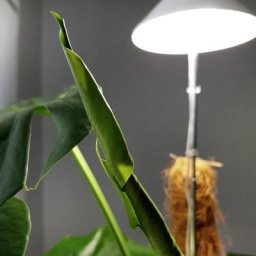 Sunlite Pflanzenlampe, 7 W, 28-100 cm, Ø 11, Kabel 4 m,Aluminium, weiß