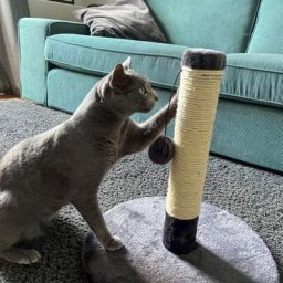 Katzenkratzbaum mit 1 Spielball, grau
