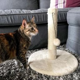 Katzenkratzbaum mit 1 Spielball, beige