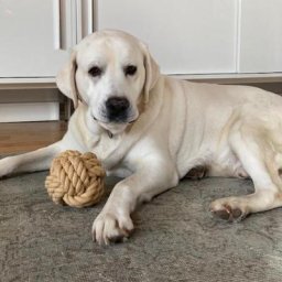 Hundespielzeug Wurfball, beige